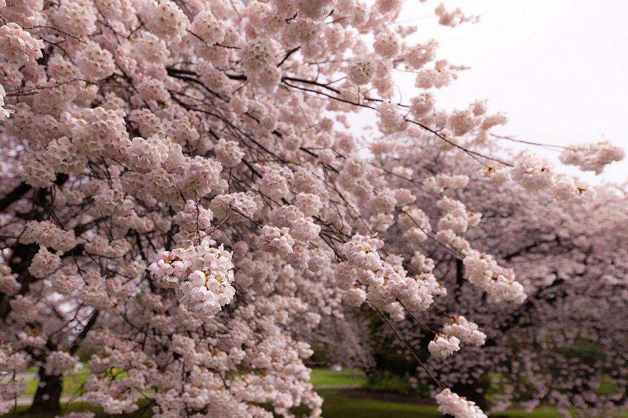 103 4932 Cambie Street