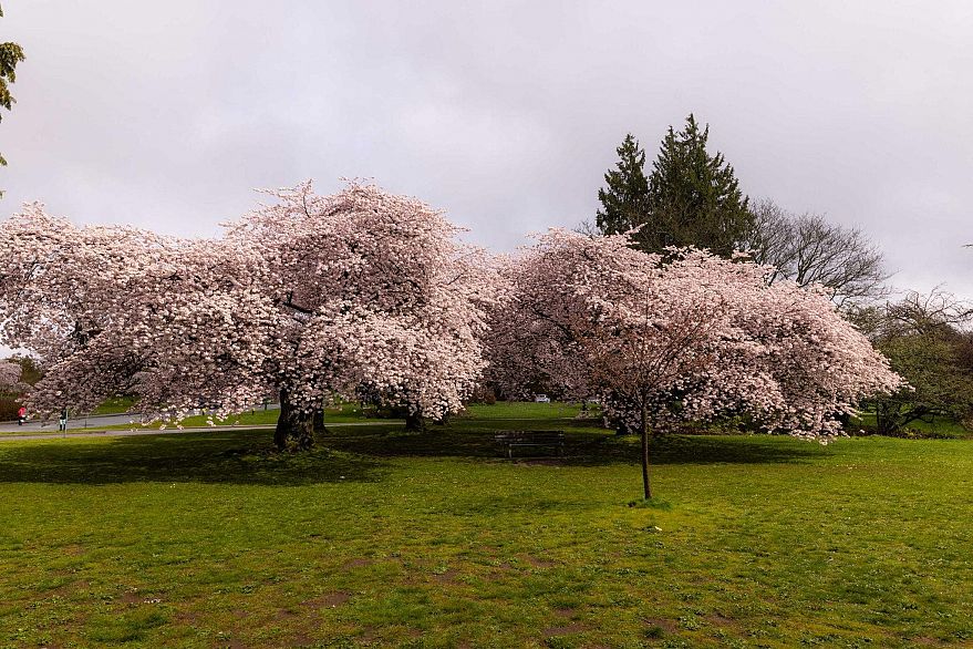 103 4932 Cambie Street