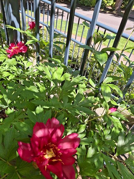 106 1510 Nelson Street