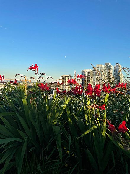 603 7777 Cambie Street