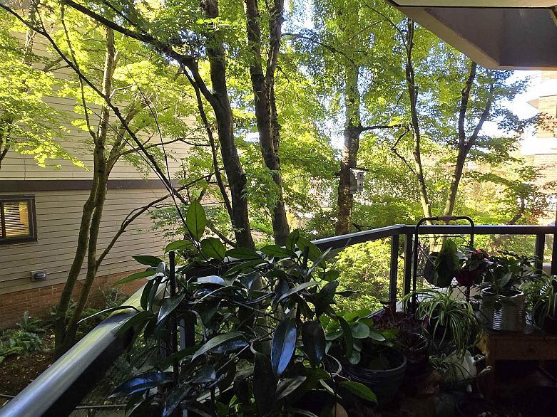 311 3905 Springtree Drive