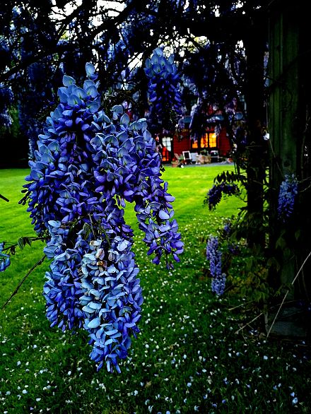 6786 Blenheim Street