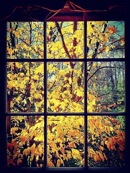 6786 Blenheim Street