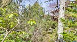 3770 Cedar Crescent