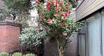 6554 Pinehurst Drive