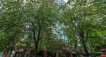 1702 1010 Burnaby Street