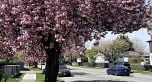 2750 Rosemont Drive