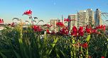 603 7777 Cambie Street