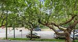201 2330 Maple Street