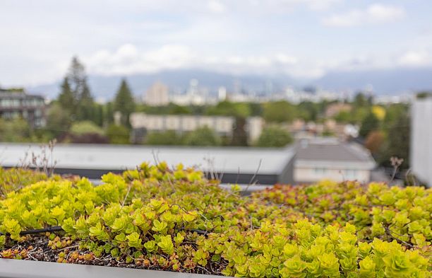 557 W 26th Avenue Cambie