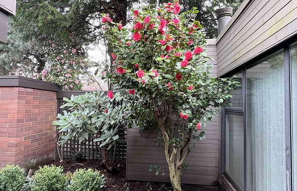 6554 Pinehurst Drive South Cambie