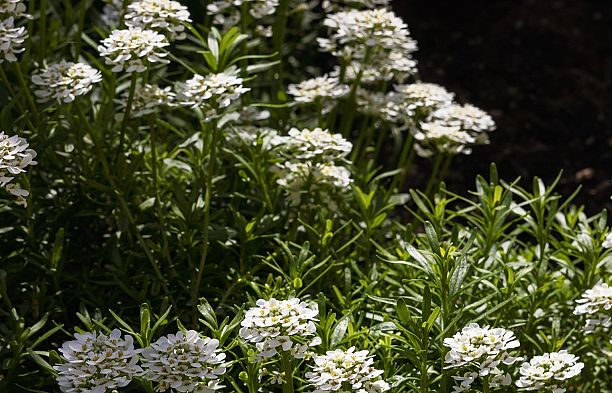 201 3595 W 26th Avenue Dunbar