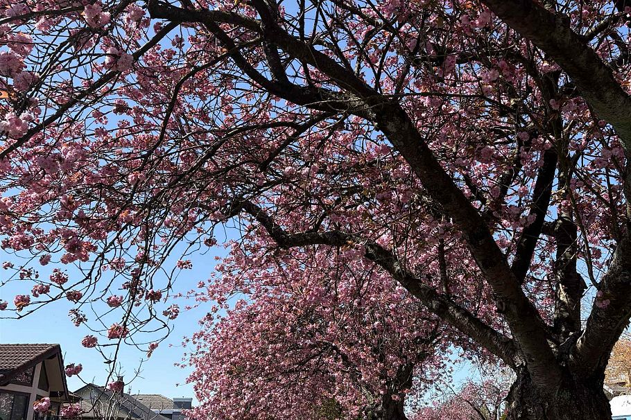 2972 E 7th Avenue Vancouver, BC - 23