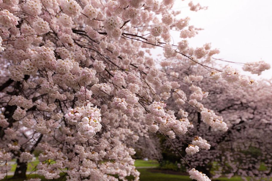 103 4932 Cambie Street Vancouver, BC - 34