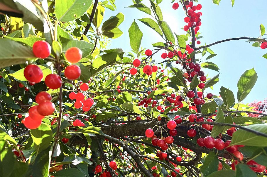 586 Silverdale Place North Vancouver, BC - 14