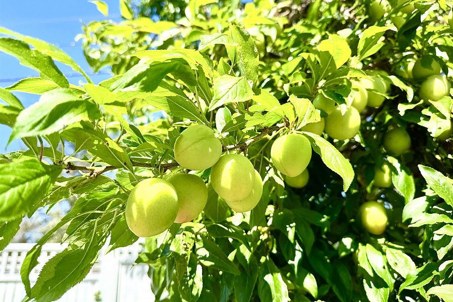 586 Silverdale Place North Vancouver, BC - 13