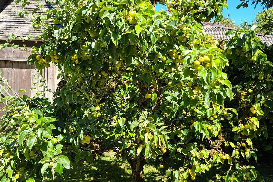 2209 W 36th Avenue Vancouver, BC - 14