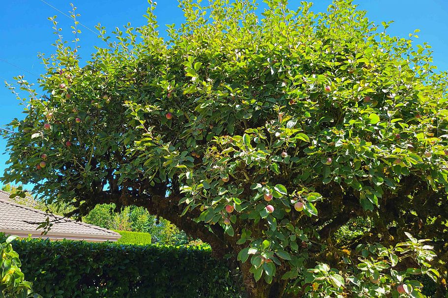 2209 W 36th Avenue Vancouver, BC - 13