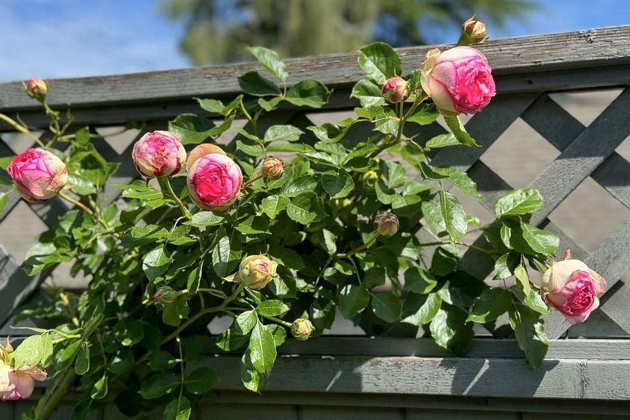 4291 W 9th Avenue Vancouver, BC - 33