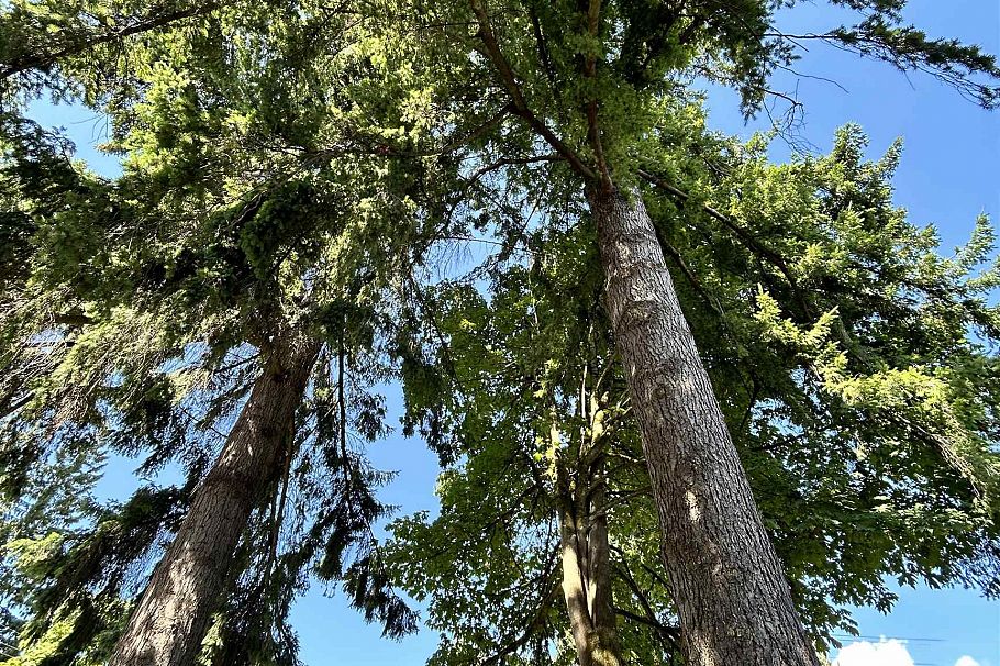 1798 Garden Avenue North Vancouver, BC - 19