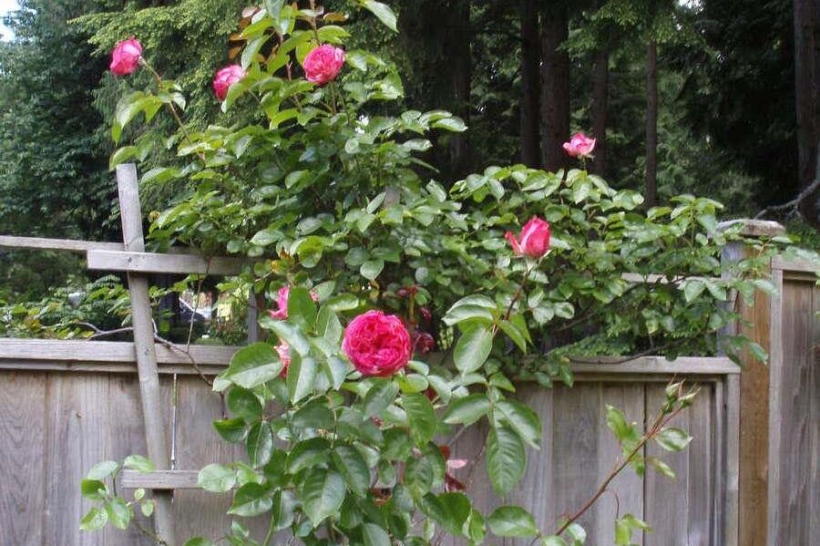 1498 Chamberlain Drive North Vancouver, BC - 33