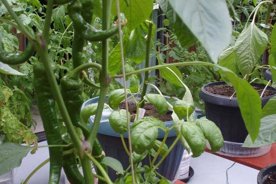 1498 Chamberlain Drive North Vancouver, BC - 38