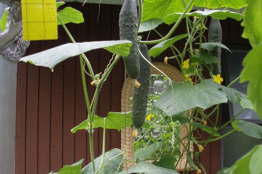 1498 Chamberlain Drive North Vancouver, BC - 35