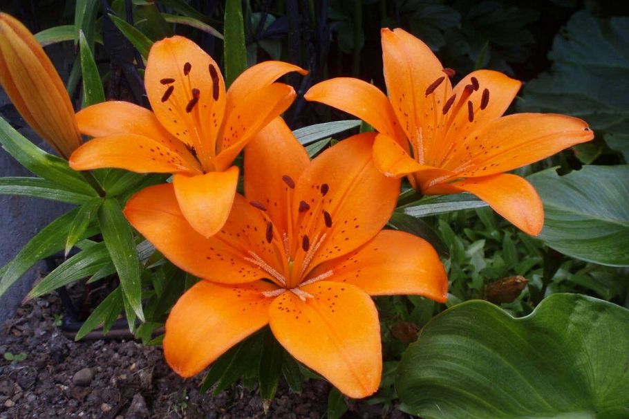 1498 Chamberlain Drive North Vancouver, BC - 29