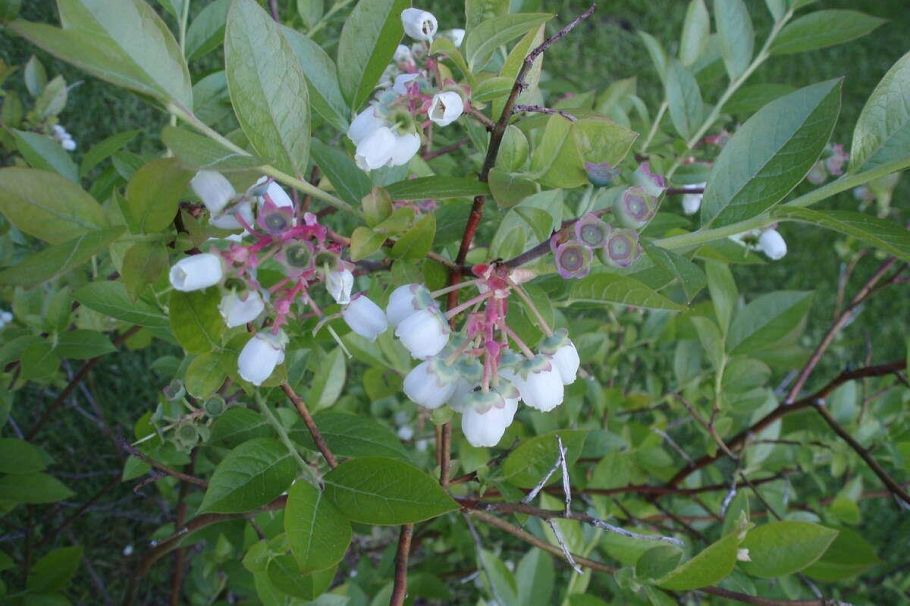 1498 Chamberlain Drive North Vancouver, BC - 27