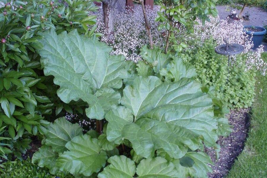 1498 Chamberlain Drive North Vancouver, BC - 34