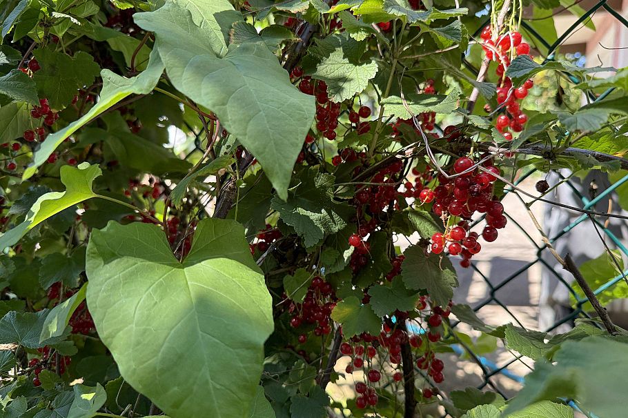 1688 E 29th Avenue Vancouver, BC - 26