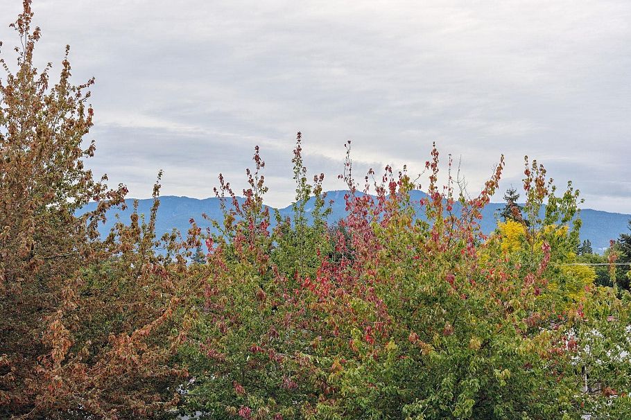 309 2528 Collingwood Street Vancouver, BC - 25