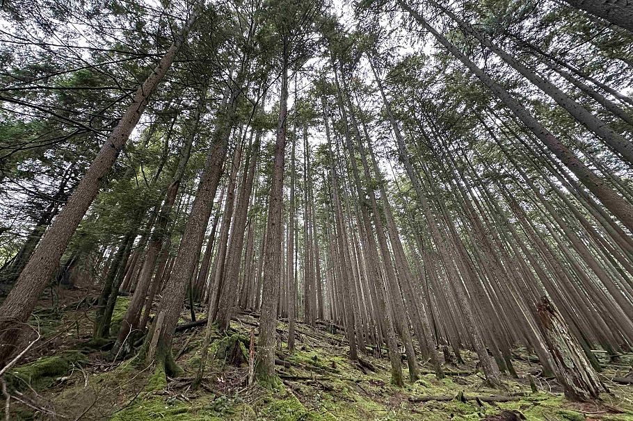 Lot 2 Indian River Drive North Vancouver, BC - 10