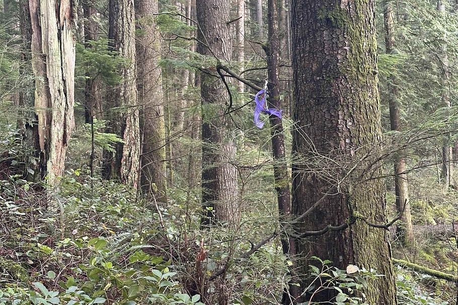 Lot 2 Indian River Drive North Vancouver, BC - 20