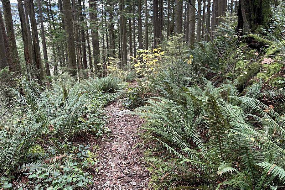 Lot 2 Indian River Drive North Vancouver, BC - 8