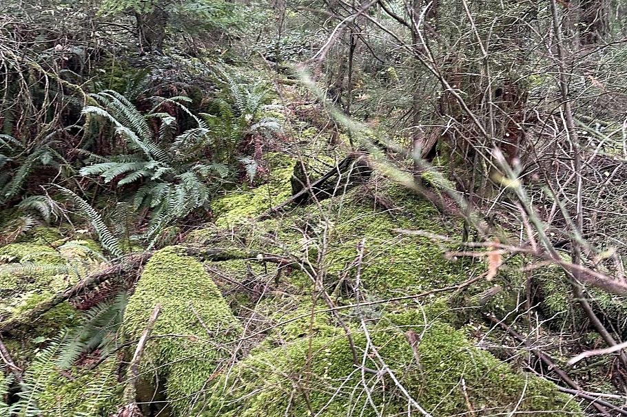 Lot 2 Indian River Drive North Vancouver, BC - 12