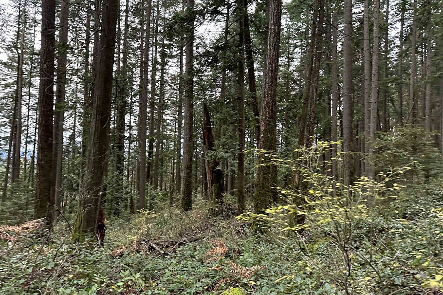 Lot 2 Indian River Drive North Vancouver, BC - 11