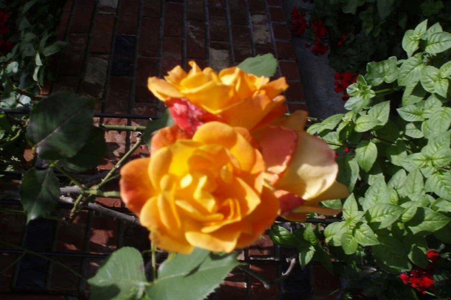 1498 Chamberlain Drive North Vancouver, BC - 29