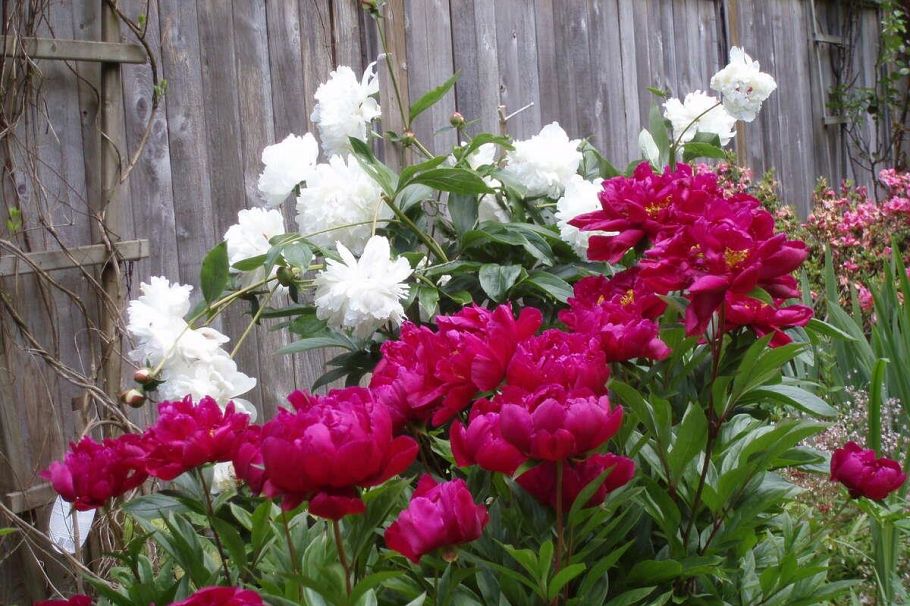 1498 Chamberlain Drive North Vancouver, BC - 28