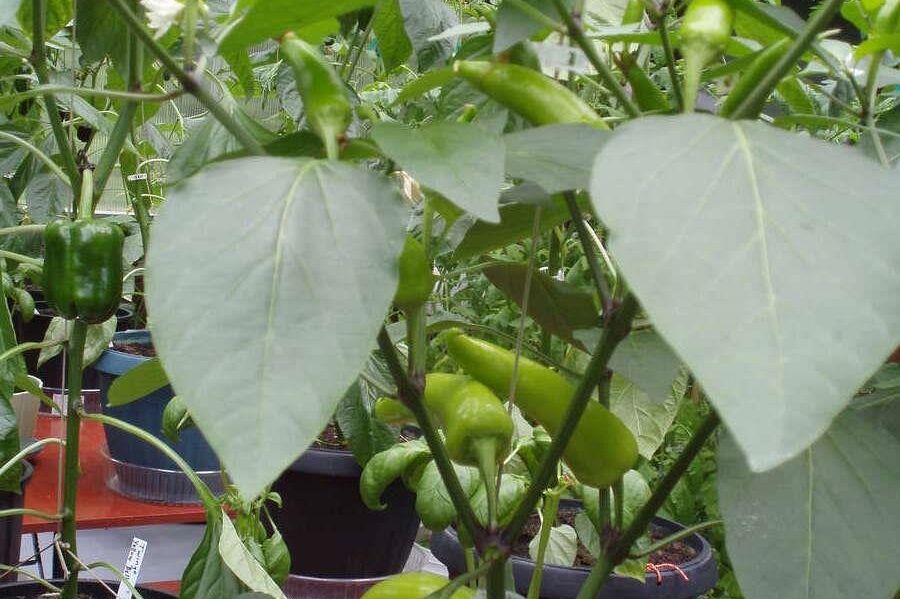 1498 Chamberlain Drive North Vancouver, BC - 32