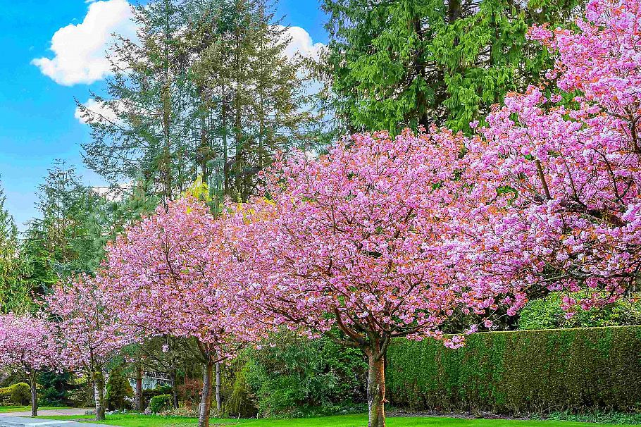 74 E 37th Avenue Vancouver, BC - 12