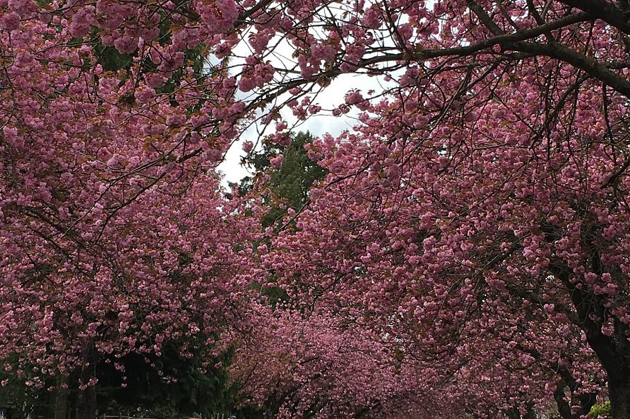 1257 E 60th Avenue Vancouver, BC - 4