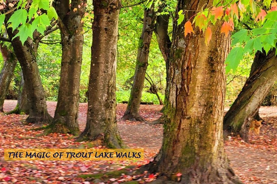 2822 Victoria Drive Vancouver, BC - 22