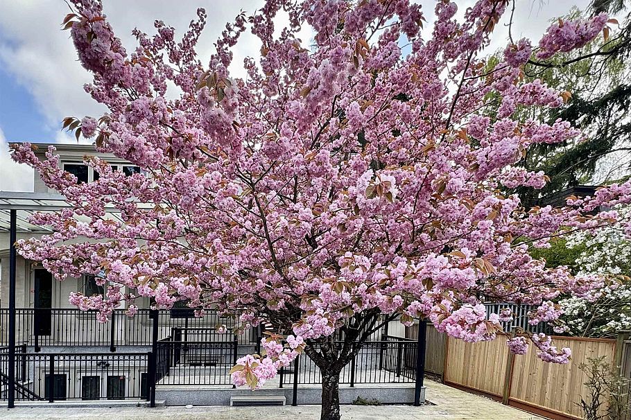 7165 Maple Street Vancouver, BC - 17