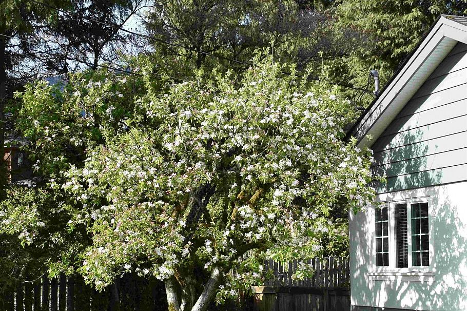 3474 Greentree Lane North Vancouver, BC - 21