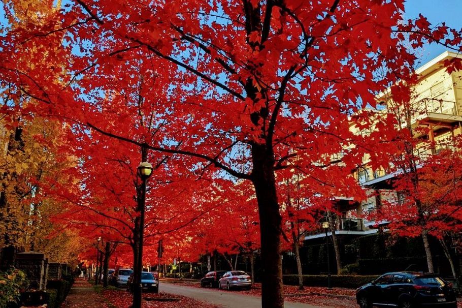 204 6333 Larkin Drive Vancouver, BC - 33