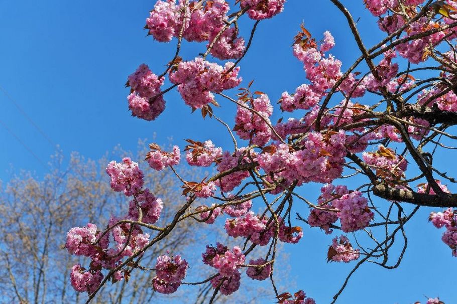 305 2330 Maple Street Vancouver, BC - 22