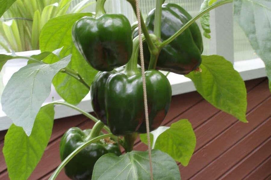 1498 Chamberlain Drive North Vancouver, BC - 35