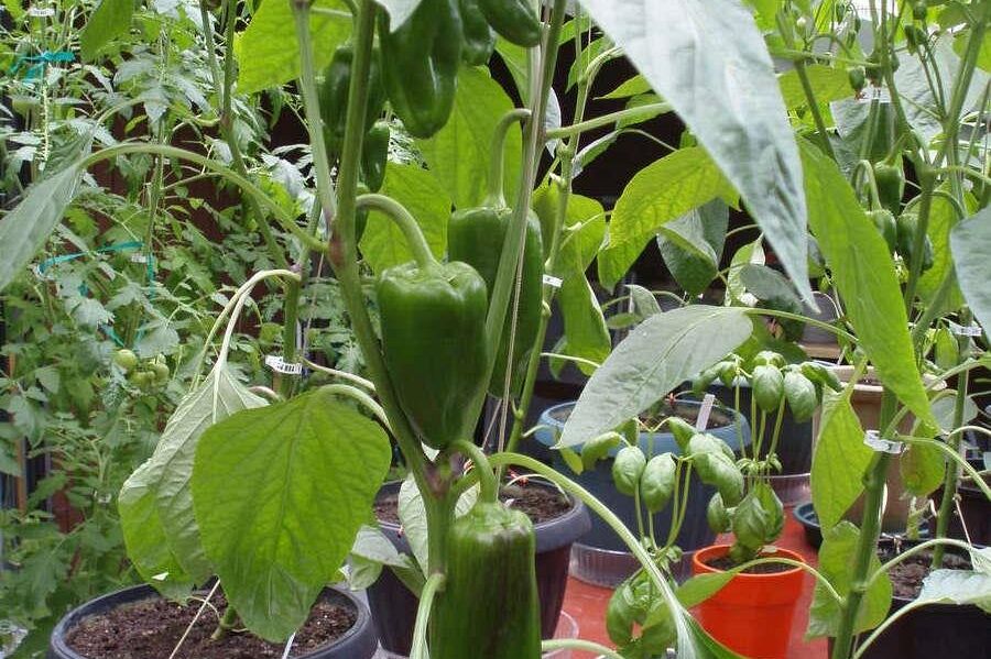 1498 Chamberlain Drive North Vancouver, BC - 33