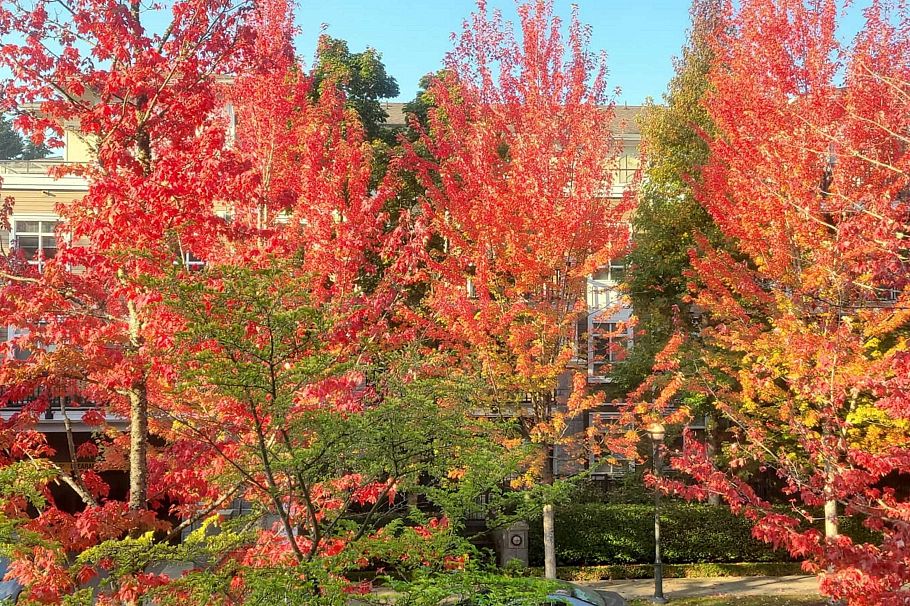 202 6268 Eagles Drive Vancouver, BC - 38